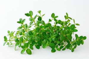 AI generated Agathosma betulina plant Buchu plant on a white background. photo