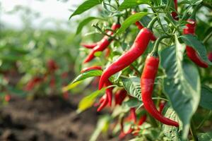 AI generated Red chili pepper agriculture harvesting. photo