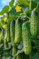 AI generated Cucumbers Growing on Vine With Yellow Flowers photo
