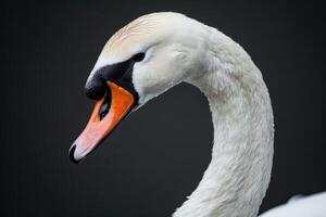 AI generated Portrait of a white swan, just the head. photo