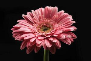 AI generated Beautiful blooming pink gerbera daisy flower on black background. photo