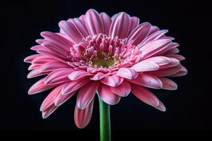 AI generated Beautiful blooming pink gerbera daisy flower on black background. photo