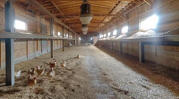 ai generado pollo come alimentar y grano a eco pollo granja foto