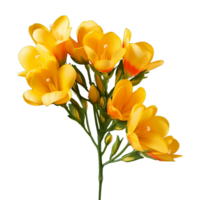 ai generado fresia flor aislado en transparente antecedentes png