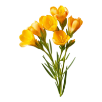 ai généré freesia fleur isolé sur transparent Contexte png