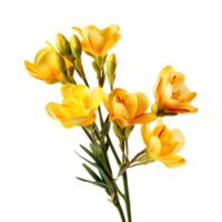 ai généré freesia fleur isolé sur transparent Contexte png