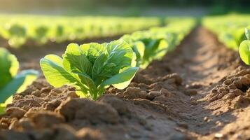 AI generated Neat row of cabbage seedlings in a field photo