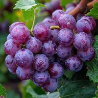 AI generated Fresh Grapes Glistening With Water Droplets photo