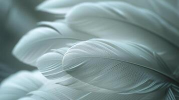 AI generated Close Up of White Feather on Black and White Background photo