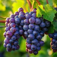 AI generated Fresh Grapes Glistening With Water Droplets photo