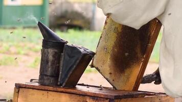 Beekeeper is taking out the honeycomb on wooden frame to control situation in bee colony. Apiculture. Apiary video