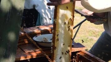 Beekeeper is taking out the honeycomb on wooden frame to control situation in bee colony. Apiculture. Apiary video