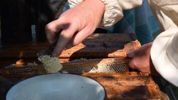 Beekeeper is taking out the honeycomb on wooden frame to control situation in bee colony. Apiculture. Apiary video