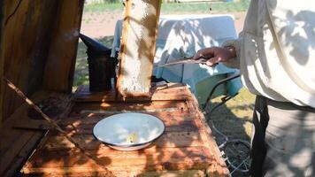 Beekeeper is taking out the honeycomb on wooden frame to control situation in bee colony. Apiculture. Apiary video