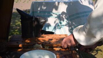 Beekeeper is taking out the honeycomb on wooden frame to control situation in bee colony. Apiculture. Apiary video