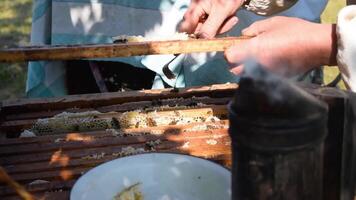 Beekeeper is taking out the honeycomb on wooden frame to control situation in bee colony. Apiculture. Apiary video