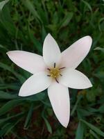 a white flower with a yellow center in the middle of green grass photo