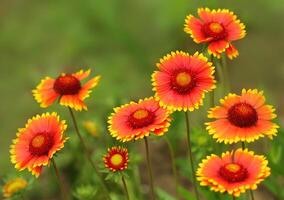 Gaillardia blanket flower, genus of flowering plants in the sunflower family photo