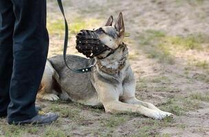 German shepherd dog lying on the ground, wearing a muzzle, on a leash next to its owner photo