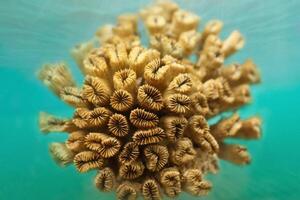 Orange coral, marine life, closeup underwater photo