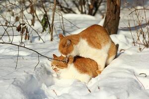 rojo gatos haciendo amor Derecha en nieve en soleado invierno día al aire libre foto