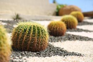 Row of green giant cacti. Outdoor landscape decoration photo