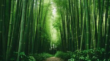 ai generado esbelto bambú plantas en un sereno campo foto