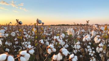 AI generated Lush field of cotton with ripe, fluffy bolls photo