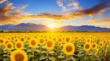 AI generated Sunflower field creating a picturesque bloom spectacle photo