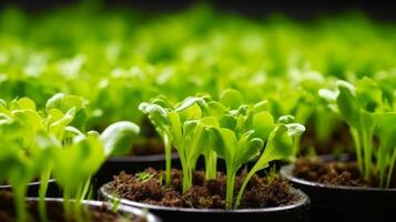 AI generated Rows of healthy lettuce seedlings photo