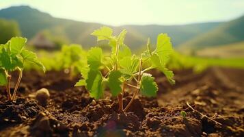 AI generated Detailed view of vibrant grapevine seedlings in a lush vineyard setting photo