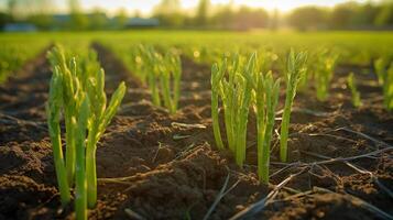 AI generated Asparagus plants standing tall in the field photo