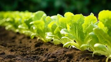 AI generated Straight line of neatly planted cabbage seedlings photo