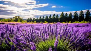AI generated Lavender plants showcasing full and colorful blossoms photo