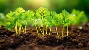 AI generated Tender carrot seedlings emerging from the soil photo
