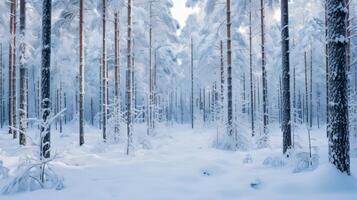 AI generated A serene and beautiful view of a pristine snowy forest with tall trees and white snow photo