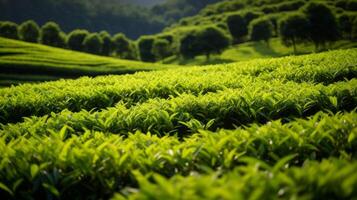 AI generated Serene hillside adorned with meticulously arranged rows of green tea bushes photo