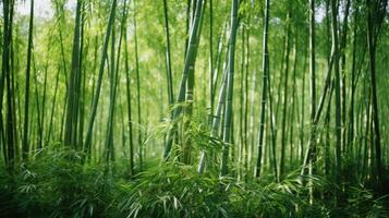 AI generated Field of tall, slender bamboo stalks photo