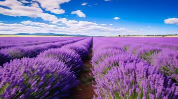 AI generated Blooming lavender field under the sun photo