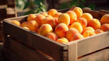 AI generated Wooden crate filled with plump, ripe apricots photo