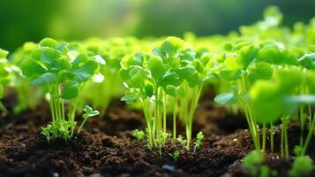 AI generated Broccoli seedlings displaying intricate leaf patterns photo