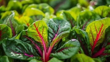 AI generated Colorful Swiss chard arranged in appealing and abundant baskets photo