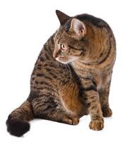 The cat is isolated on a white background. Domestic european tabby grey-brown plain cat. Looking away. photo