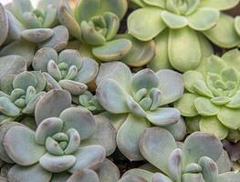 Flowers name Echeveria Jelly Snow Angel. The succulent plant is a type of cactus. Green nature foliage background. photo