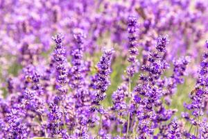 Purple lavender flowers bush. Flower in the field. Nature background. Grow a fragrant plant in the garden. Summer flower honey plant closeup photo