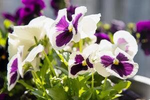 White purple pansies sway in the wind. Garden background. Grow a flower in a pot on the balcony. Gardening. photo