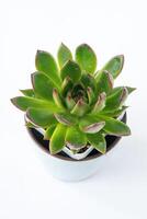 echeveria planta suculento. verde pequeño flor aislado en blanco antecedentes. foto