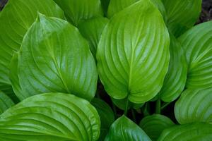 jardín planta hosta. verde hojas antecedentes. verano flor naturaleza. foto