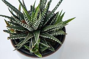 haworthia fasciata - cebra planta suculento en maceta. verde pequeño flor en blanco antecedentes. foto