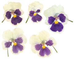 Dried pansy flower. Dry plant pansies bud isolated on white background. Collection set of dried plants. photo